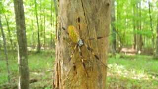 Golden Silk Orbweaver [upl. by Russom]