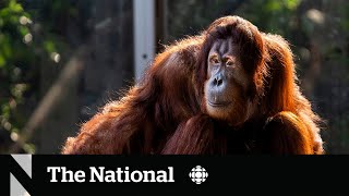 TheMoment an orangutan escaped at the Toronto Zoo [upl. by Ozzie415]