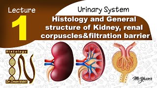 1 Histology of General structure of Kidney renal corpusclesfiltration barrier Urinary system [upl. by Ainimreh]