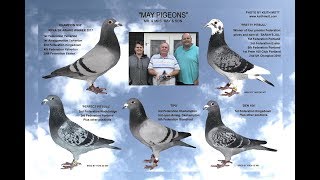 Video 396 quotMay Pigeonsquot of Chichester Premier Pigeon Racers [upl. by Margreta]