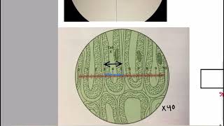 Eye piece graticule and stage micrometer part 1 Basics  Cell structure AS Level Biology [upl. by Susi]