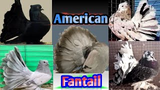 World Biggest and Beautiful Fancy Pigeon  Fancy pigeon fair [upl. by Gottlieb935]