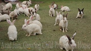 Cute Animal Rabbits as Pets Video  Rabbit Farming in India  Indian Rabbit  ढेर सारे खरगोश [upl. by Relyhcs]