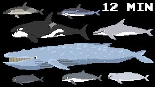 Cetacean Collection  Whales Dolphins amp Porpoises  Learn Animals  The Kids Picture Show [upl. by Attemaj]