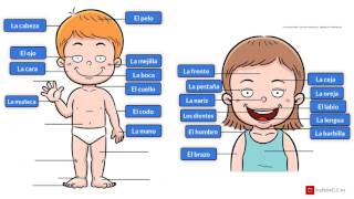 Vocabulario del cuerpo humano español  Vocabulary of the human body spanish [upl. by Anelhtac]