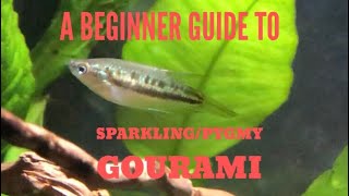 Basic SparklingPygmy Gourami Care [upl. by Vita]