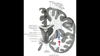 Why is the Claustrum So Spiritual Bruno Chikly MD DO [upl. by Luapnhoj]