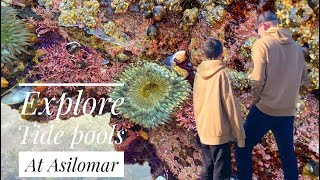 Family Tide Pool Adventure at Asilomar State Beach  Discovering Seal life up close [upl. by Hummel]