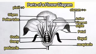 How to draw parts of a flower  Flower diagram step by step  10th science diagram science [upl. by Jori]