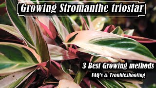 How to Grow Stromanthe triostar  Troubleshooting amp FAQs [upl. by Dosi196]