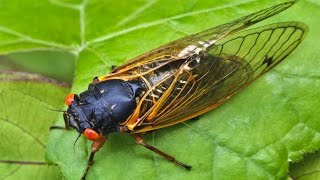 Join in on a Cicada Symphony [upl. by Fay]