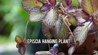 Episcia hanging plant [upl. by Duthie]