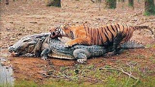 Most Incredible Wild Animal Battles Caught On Camera [upl. by Schweitzer]