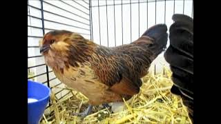 Barbue dAnvers quail Swiss National Poultry Show 2022 [upl. by Ardnoek]