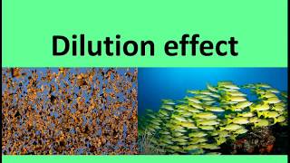 Dilution effect ecology [upl. by Dallis]