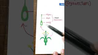 1 मिनिट मे Concept याद 🤩  Sexual reproduction in flowering plants class 12  Embryo Sac [upl. by Frieder]