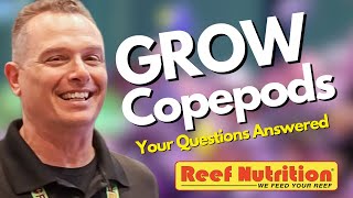 How to Culture Copepods Easy Your Questions Answered by an Expert [upl. by Yznyl]