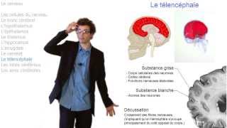 Comment fonctionne notre cerveau [upl. by Oirrad607]