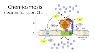 Chemiosmosis [upl. by Sgninnej]