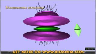 Adhesion junction desmosome [upl. by Toolis]