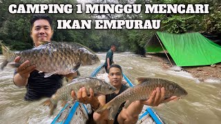 Camping Fishing 1 Minggu Sungai Banjir hujan deras Dapat Ikan Empurau Masak dan Makan di Hutan [upl. by Aivatahs]