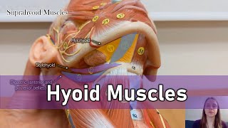 Hyoid muscles [upl. by Led]