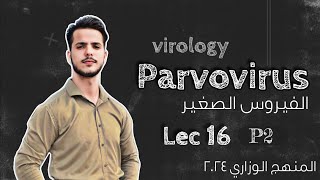 parvovirus الفيروس الصغير  lecture 16  P2  virology [upl. by Neehcas172]