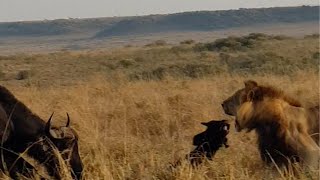 Male lion hunts a buffalo calf [upl. by Anitnatsnoc]