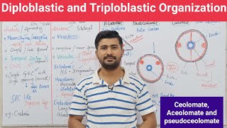 102 Diploblastic and Triploblastic Organization  Aceolomate  pseudoceolomate and ceolomate [upl. by Marquis]