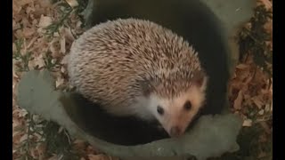 Before You Buy A Hedgehog Watch This [upl. by Carrel]