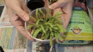 Dragonfruit Seedling Update and Transplant [upl. by Tebazile761]