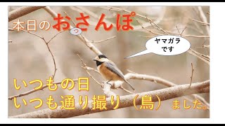 いつも通り撮り（鳥）ました・本日のおっさんぽ [upl. by Adnilam]