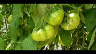 Hydroponic Tomatoes DWC System Best Luck Yet Bubble bucket tomato Dutch bucket [upl. by Wheelwright]