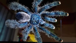 Hogyan tartsam  Avicularia avicularia [upl. by Celtic28]