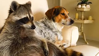 Watch This Before You Get A Pet Raccoon [upl. by Albur]