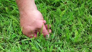 How to make Yarrow Tea from your yard With Jason Hone [upl. by Beck]