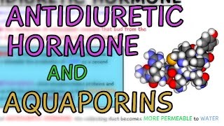 Antidiuretic Hormone ADH and Aquaporin Channel Proteins [upl. by Motteo]