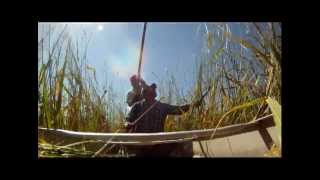 Harvesting Wild Rice [upl. by Jump]