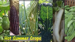 Mga Halaman Pwedeng Itanim sa Taginit10 Veges Crops can be planted this Hot Summer Season [upl. by Ennovyhs]