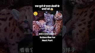 एक कुत्ते ने पाला शेरनी के बच्चों को 😱  short anime cartoon dog lion [upl. by Christine]