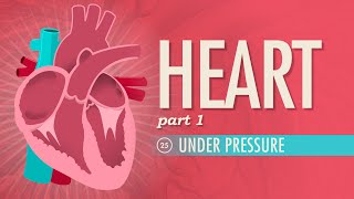 The Heart Part 1  Under Pressure Crash Course Anatomy amp Physiology 25 [upl. by Nodnart]