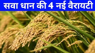 सवा धान की टॉप 4 किस्मेंसवा धान की नई किस्मेंSava dhan ki kismeSava 75017301127134 dhan [upl. by Osanna]