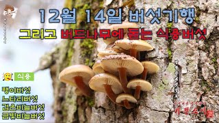 12월 14일 버섯기행  팽이버섯 느타리 검은비늘버섯 송곳니기계충버섯 자색꽃구름버섯 흰구름송편버섯 구름송편버섯운지 좀목이 좀살색구멍버섯 밤갈색조개버섯 [upl. by Delamare]