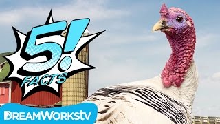 5 Turkey Facts You Can Gobble Up  5 FACTS [upl. by Emmit]