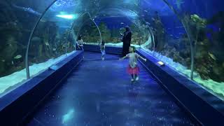 Jeddah fakieh Aquarium  Fakieh Aquarium [upl. by Eizzil]