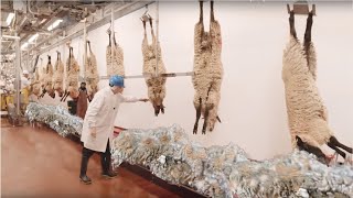 How to Harvesting Wool  Amazing Sheep Factory  Wool Processing Mill  Modern Sheep Shearing [upl. by Spearing]