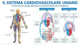 IL SISTEMA CIRCOLATORIO UMANO [upl. by Adrea]