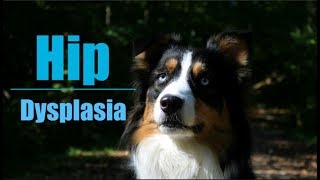 Hip Dysplasia amp Dogs Life With Aspen [upl. by Nellir169]