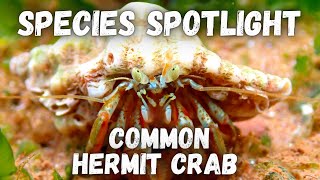 Species Spotlight  Common Hermit Crab [upl. by Ahsitauq]