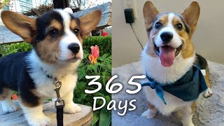 Puppyhood in 365 DAYS A CORGI PUPPY GROWS UP [upl. by Meelas]